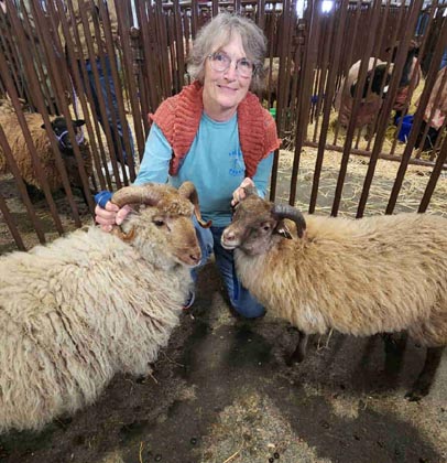 LindaLinda with 2 young Shetland ram lambs
