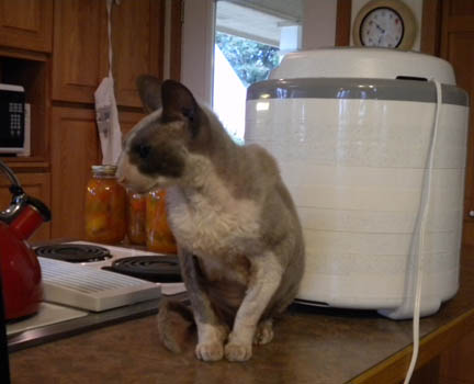 cornish rex cat sitting next to food dryer