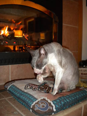 mickey the cat in front of fire