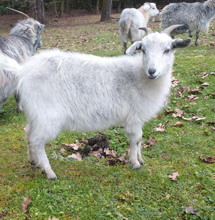 Alice, young cashmere doe