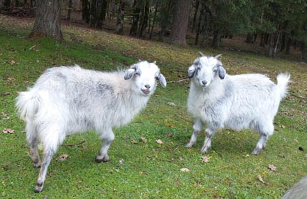 Clippy and Ally, young cashmere does