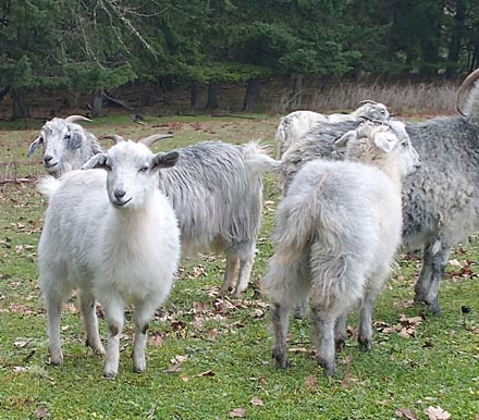 Alice and Sophie, young doe kids